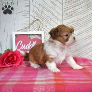 Otis, Shih Tzu Puppy